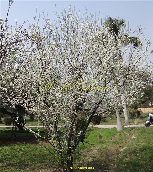 Plant in bloom